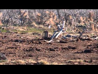 Dead Dog Walkin - When Lavor Talks You Listen