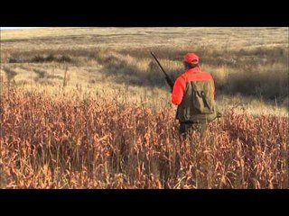 The Flush - July Oklahoma Quail