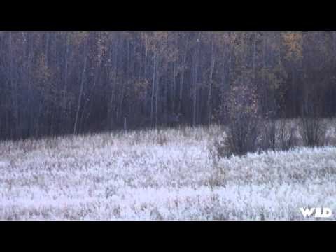 Outdoor Quest TV - Giant Alberta Whitetails and Moose