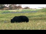 The Hitmen - Alaska Bears  QAD