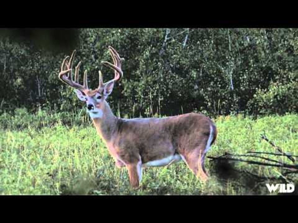 Live 2 Hunt - Shakin The Monkey