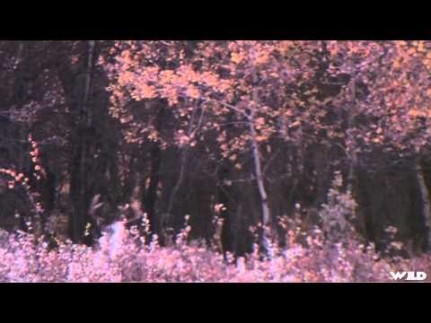 Live 2 Hunt - Blackpowder Whitetails