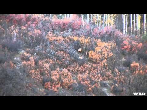Extreme Outer Limits TV - Bair Ranch Colorado Elk Part 2