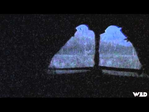 Hunting Canada and Beyond - Saskatchewan Early Season Whitetails