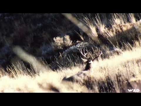 Extreme Outer Limits TV - Montana Mule Deer and Elk Part 1