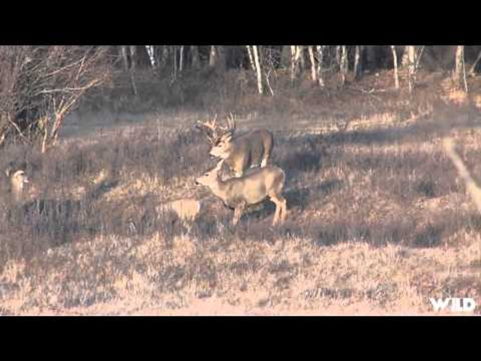 Live 2 Hunt - A Buck Hunters Dream