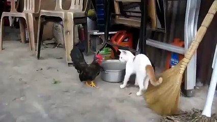 Кот против петуха - Rooster Vs Cat