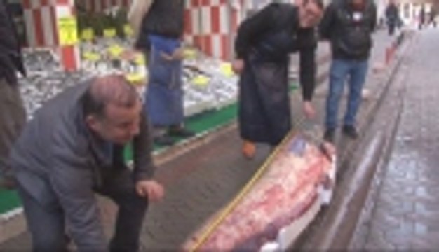 2,5 metrelik yayın balığı yakalandı