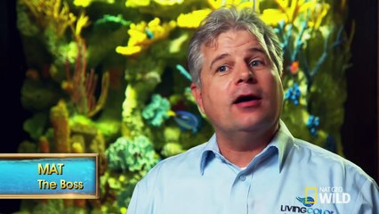 Fish Tank Kings