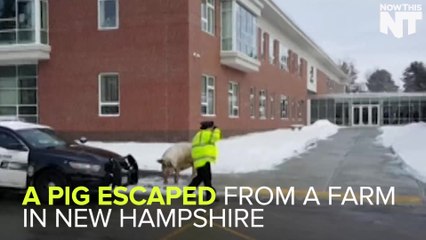 A Pig Escaped From Its Farm To 'Vote' In The New Hampshire Primary