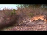 Primos  The Truth About Hunting - Team Primos Hunts Deer in Mexico