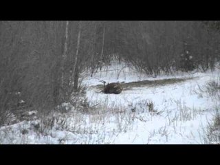 Hardcore Pursuit - Big Bucks of Saskatchewan