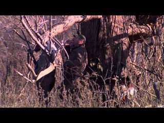 Primos  The Truth About Hunting - Team Primos Hunts Deer and Ducks