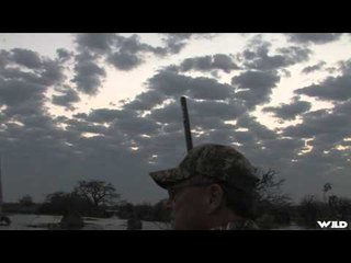 MOJOs Migration - Argentina Ducks with Getduckscom