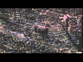 Waiting for the Fall - The Freak Buck