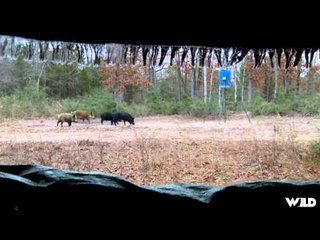 Pig Man The Series - Fear The Reaper