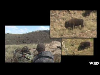 Christensen Outdoors - American Buffalo