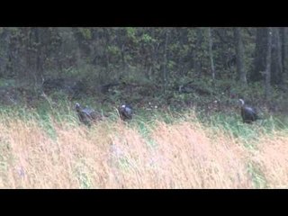 Excaliburs Huntin the Backwoods - Gobblers in The Bluegrass