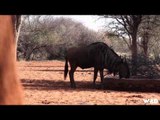 NonStop Hunting - Bowhunting Africa Part 2