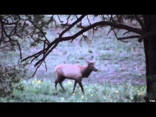 Easton Bowhunting TV - Colorado Elk