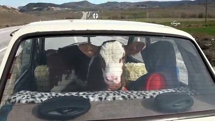 İki haftalık hasta buzağının otomobil yolculuğu