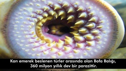 Günümüzde Yaşayan En Eski 10 Hayvan Türü