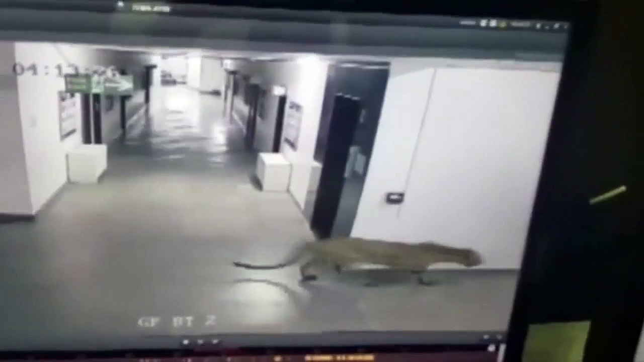 Indian leopard injures six in Bangalore school
