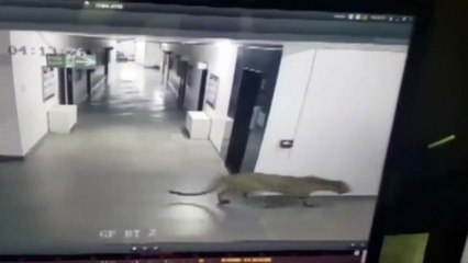 Indian leopard injures six in Bangalore school