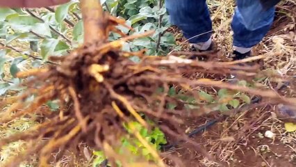 T Göz Aşısı, Nasıl, Ne Zaman, Yapılır