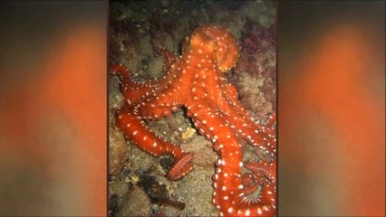 En İlginç 11 Hayvan Çiftleşmesi