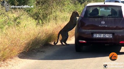 Cute, Funny and Heart-Warming Wild Animals   Compilation Video