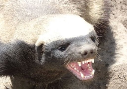 Meet the Honey Badger, One of the World's Meanest Animals