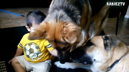 ---Big  Dogs Playing with Babies Compilation 2016