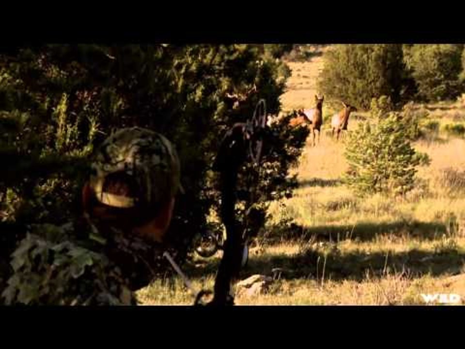 Primal Instinct - Giant elk in New Mexico