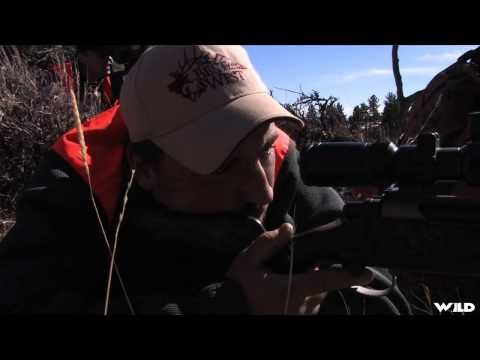 Long Range Pursuit - Wyoming Mule Deer and Antelope at 775 Yards