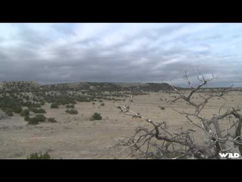 Predator Nation - Colorado Coyotes