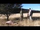 Extreme Outer Limits TV - Long Range Wildebeest Kudu and Gemsbok in South Africa