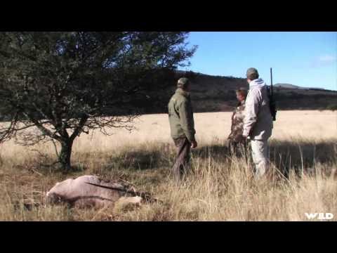 Extreme Outer Limits TV - Long Range Wildebeest Kudu and Gemsbok in South Africa