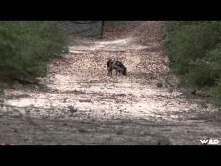 Pig Man The Series - Wounded Warriors