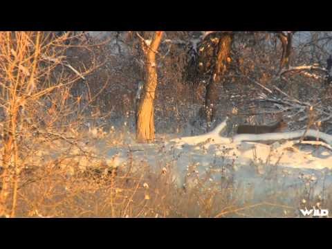 The Zone - NWT Mountain Caribou and Sub Zero Whitetails