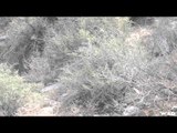 Into High Country - High Country Javelina and Pronghorn