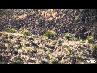 Pig Man The Series - Cibolo Creek Ranch I