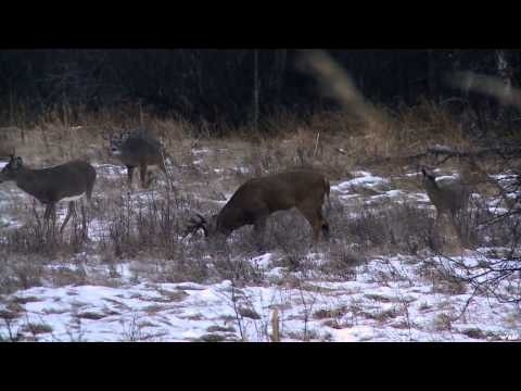Cabelas Ultimate Adventures - Saskatchewan Deer