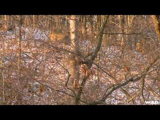 Drop Zone - Muzzleloader Whitetail Hunt