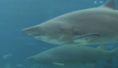 Akvaryumda dehşet olay!