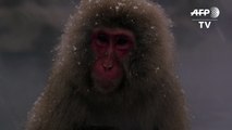 Japan's snow monkeys bathe in hot springs