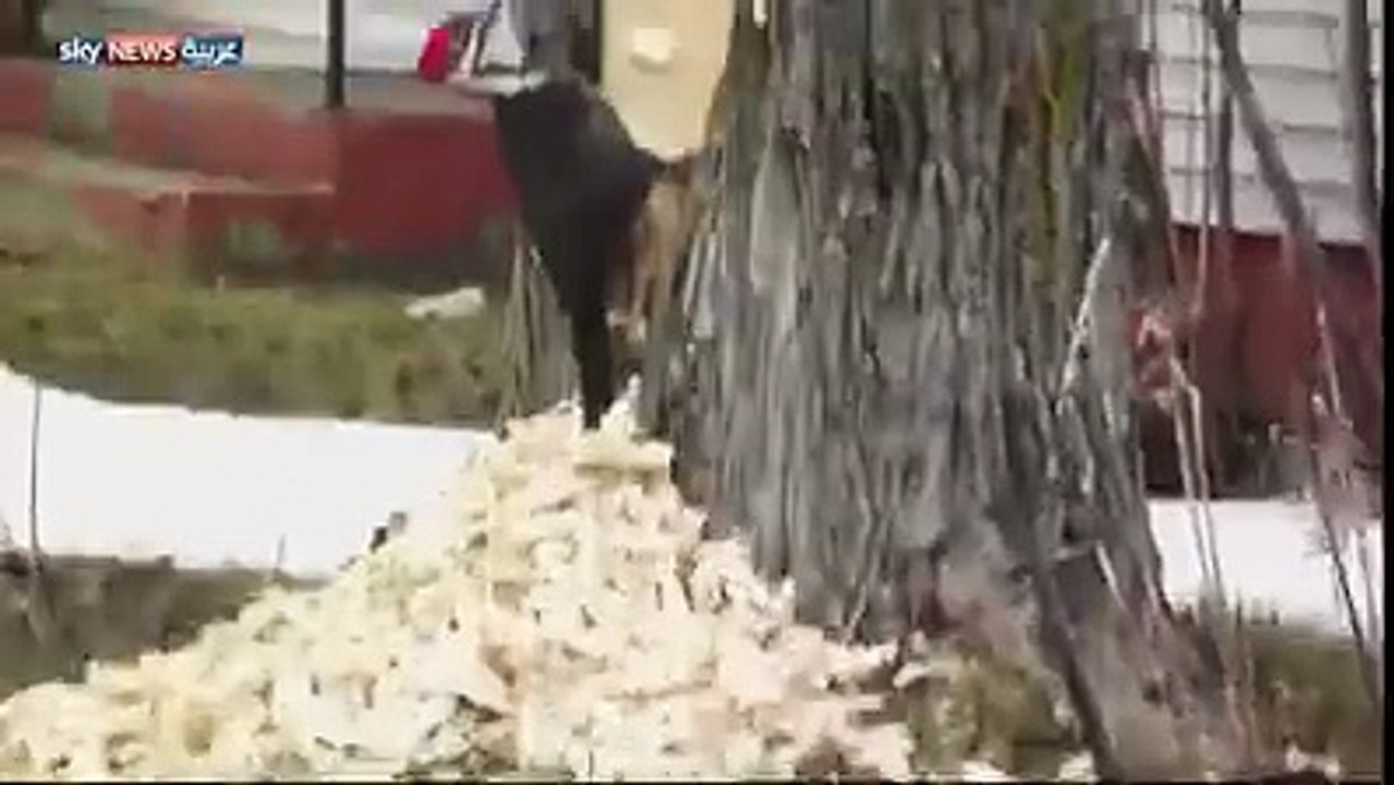 wood bird bitting on a tree as an ox amazing video