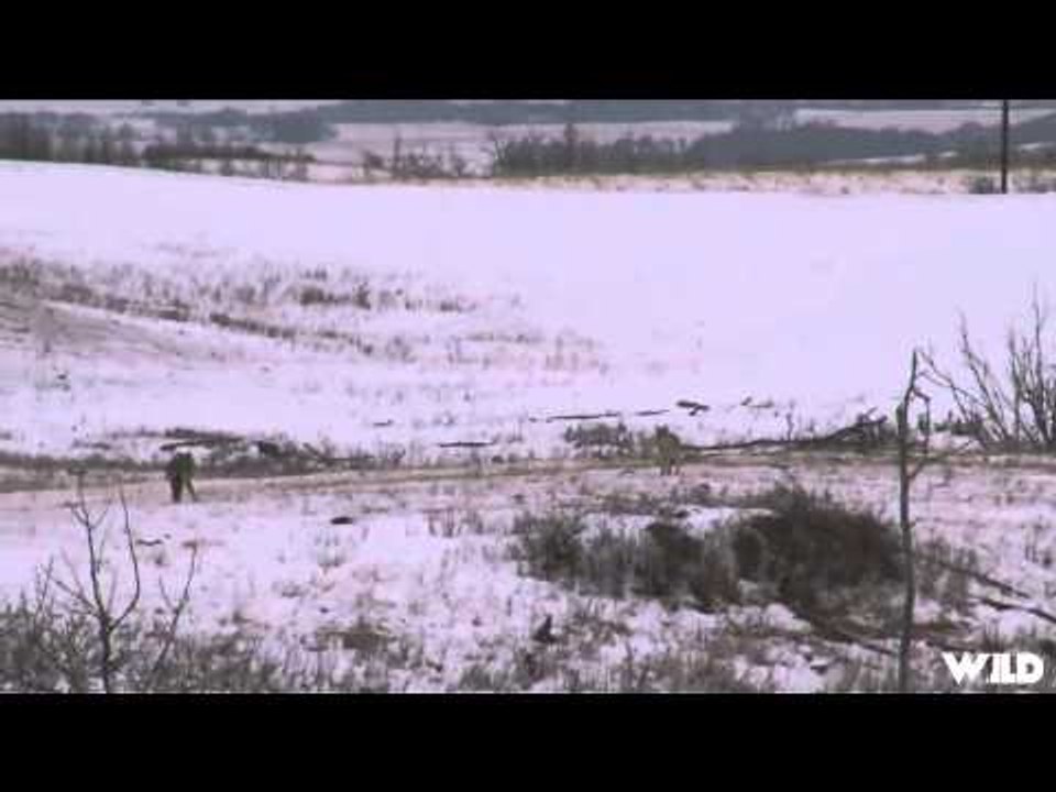 Predator Quest Calling Coyotes Over a Dead Pile video Dailymotion