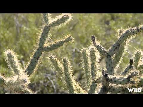 Destination Polaris - Vulture Mine