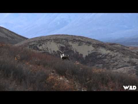 Cabelas Ultimate Adventures - A Yukon Adventure